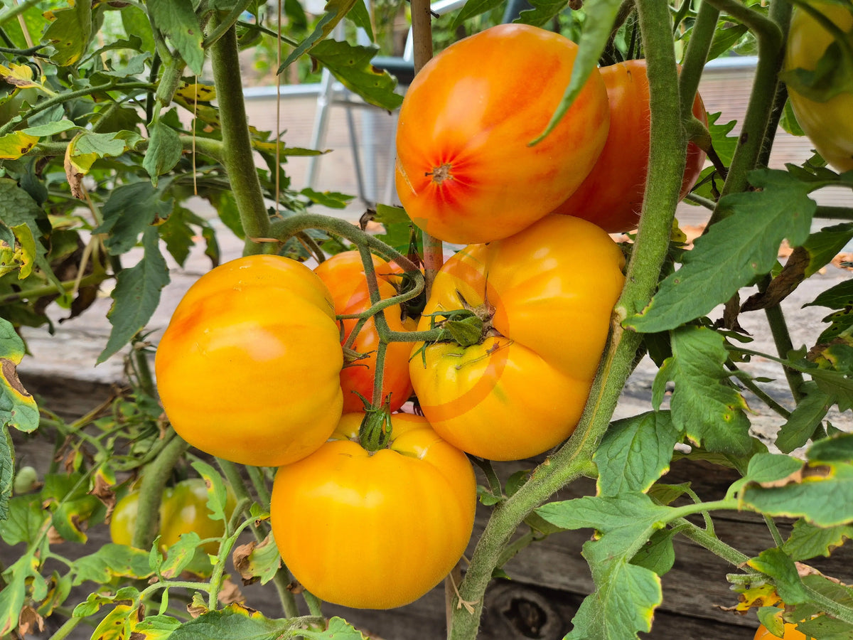 Ananas Malibu DER TOMATENFLÜSTERER