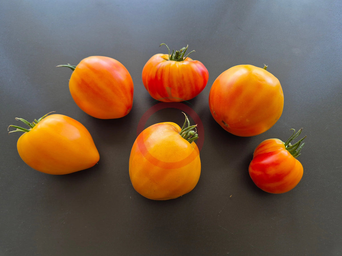 Ananas Malibu DER TOMATENFLÜSTERER
