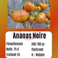 Ananas Noire DER TOMATENFLÜSTERER