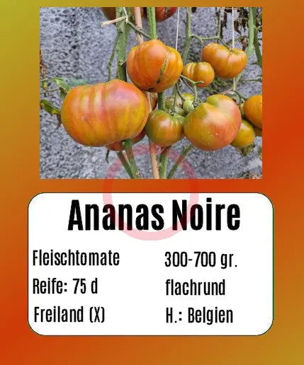 Ananas Noire DER TOMATENFLÜSTERER