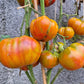 Ananas Noire DER TOMATENFLÜSTERER