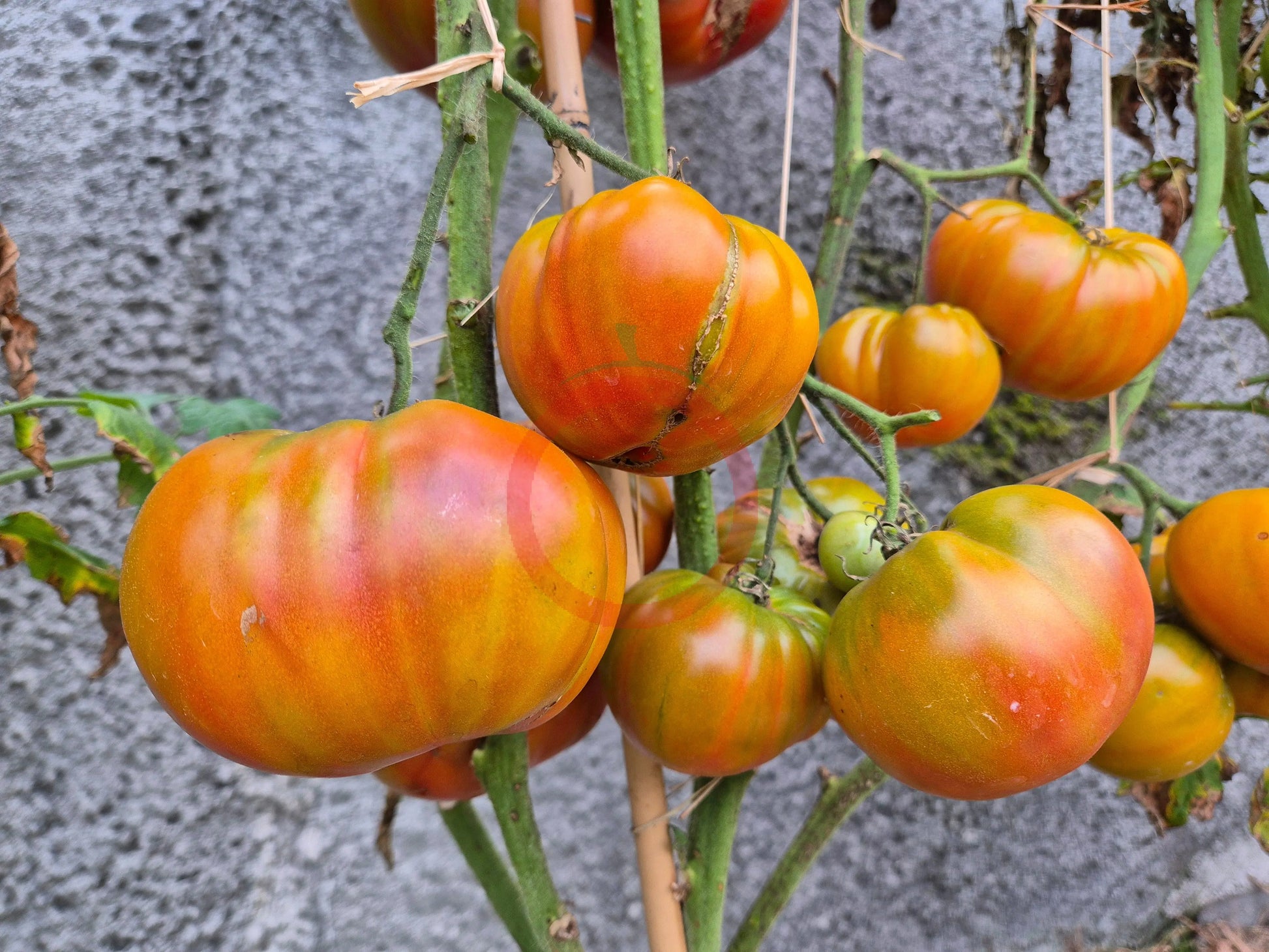 Ananas Noire DER TOMATENFLÜSTERER