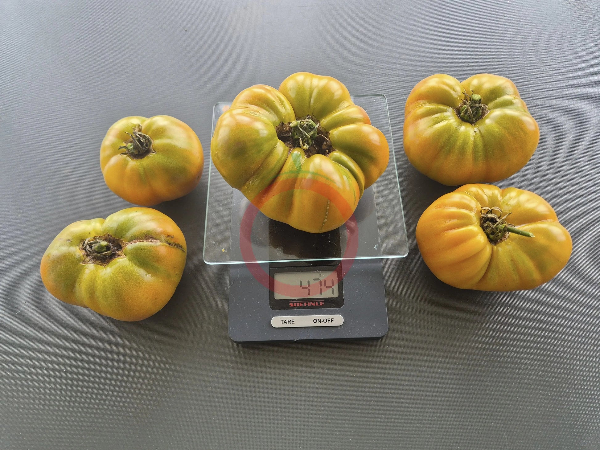 Ananas Noire DER TOMATENFLÜSTERER