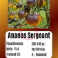Ananas Sergeant DER TOMATENFLÜSTERER