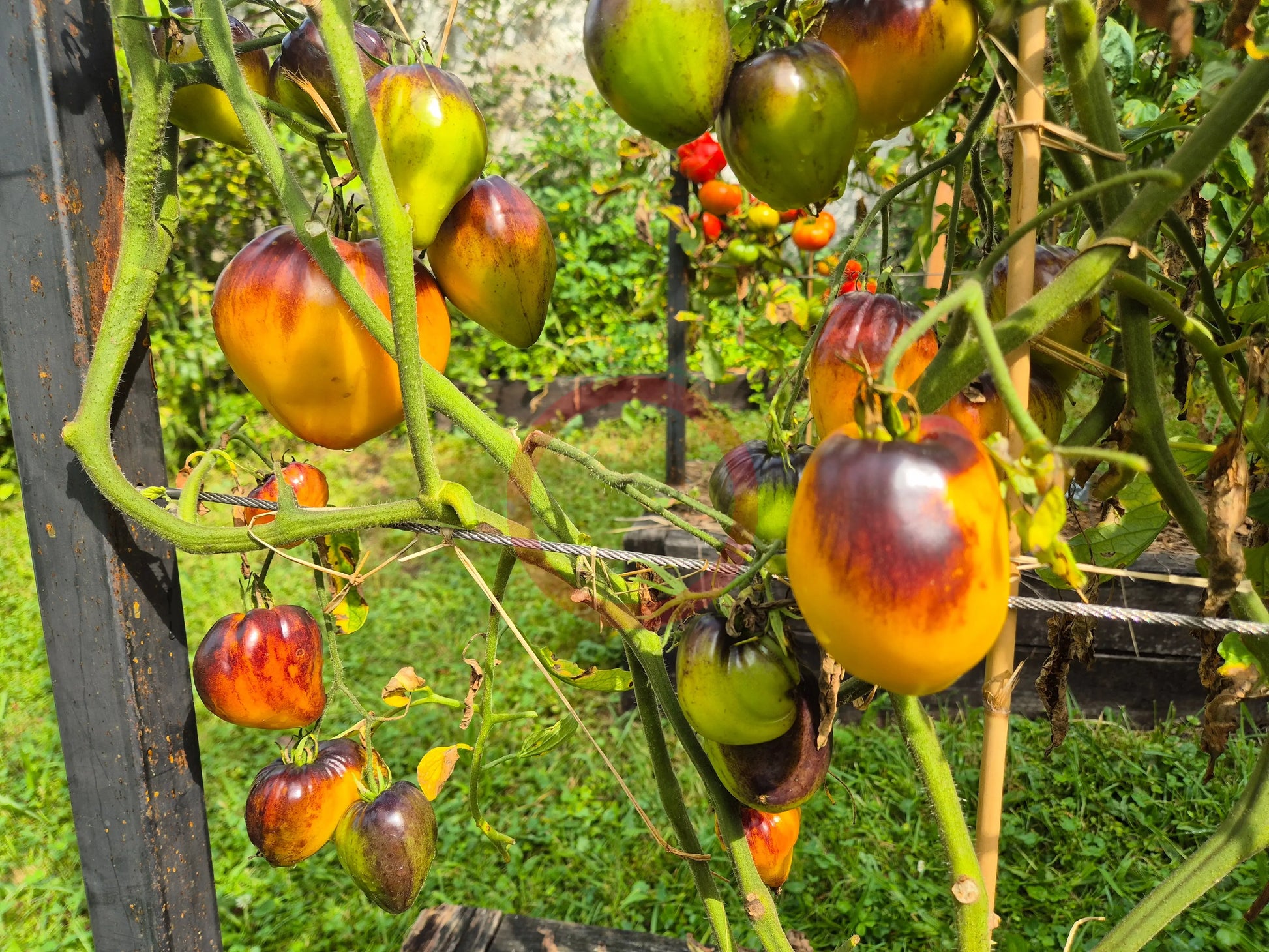 Ananas Sergeant DER TOMATENFLÜSTERER