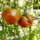 Ananasnoe Serdze DER TOMATENFLÜSTERER