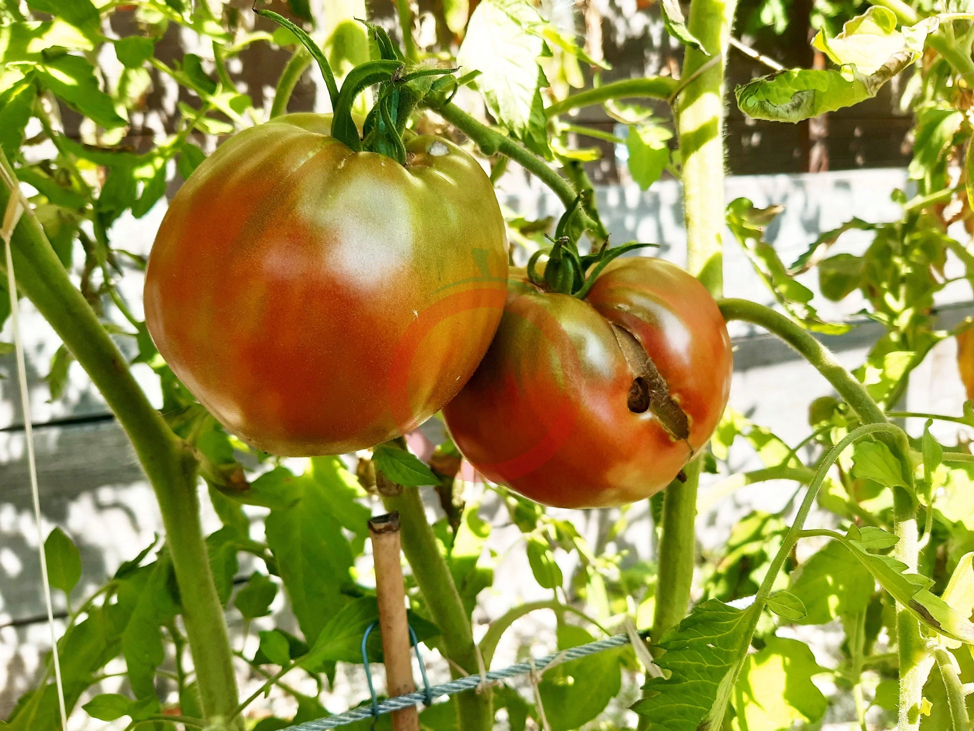 Ananasnoe Serdze DER TOMATENFLÜSTERER