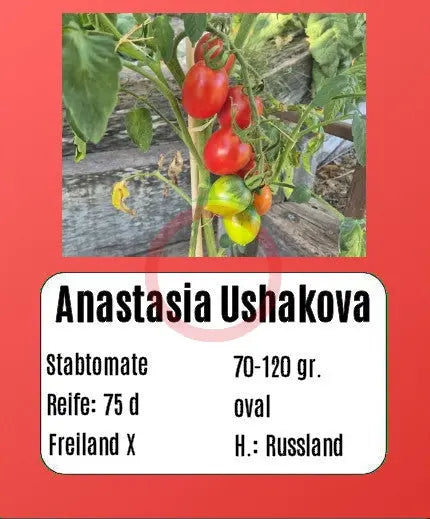 Anastasia Ushakova DER TOMATENFLÜSTERER