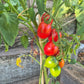 Anastasia Ushakova DER TOMATENFLÜSTERER