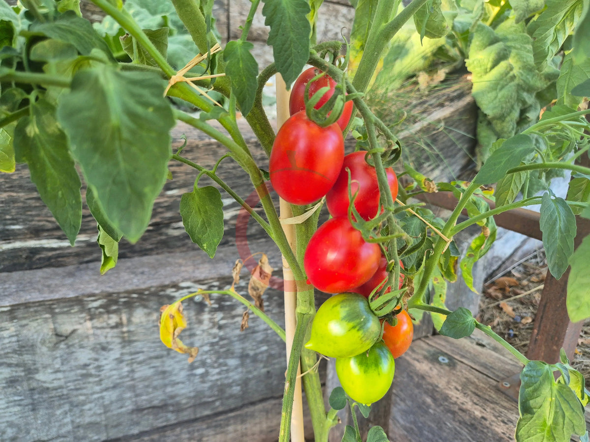Anastasia Ushakova DER TOMATENFLÜSTERER