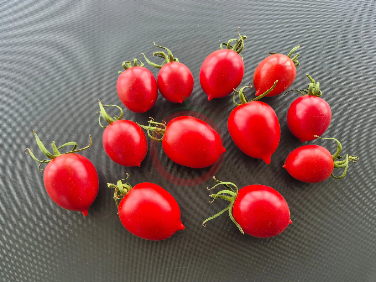 Anastasia Ushakova DER TOMATENFLÜSTERER