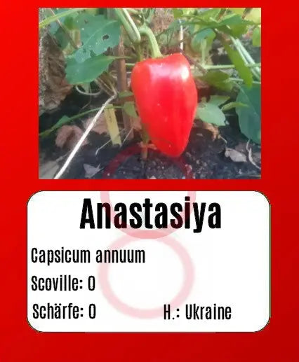 Anastasiya DER TOMATENFLÜSTERER