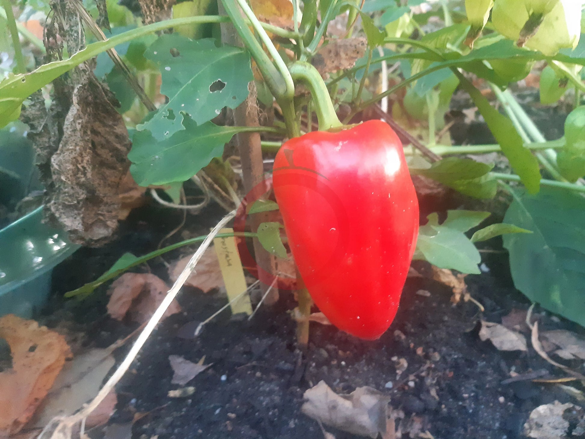 Anastasiya DER TOMATENFLÜSTERER