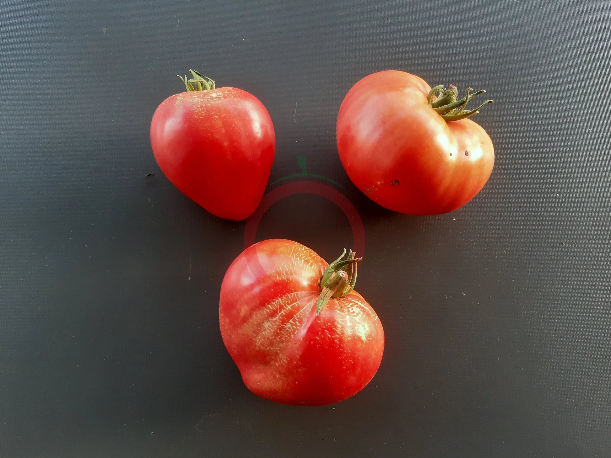 Andizhanskie DER TOMATENFLÜSTERER