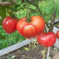 Andizhanskie DER TOMATENFLÜSTERER