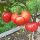 Andizhanskie DER TOMATENFLÜSTERER