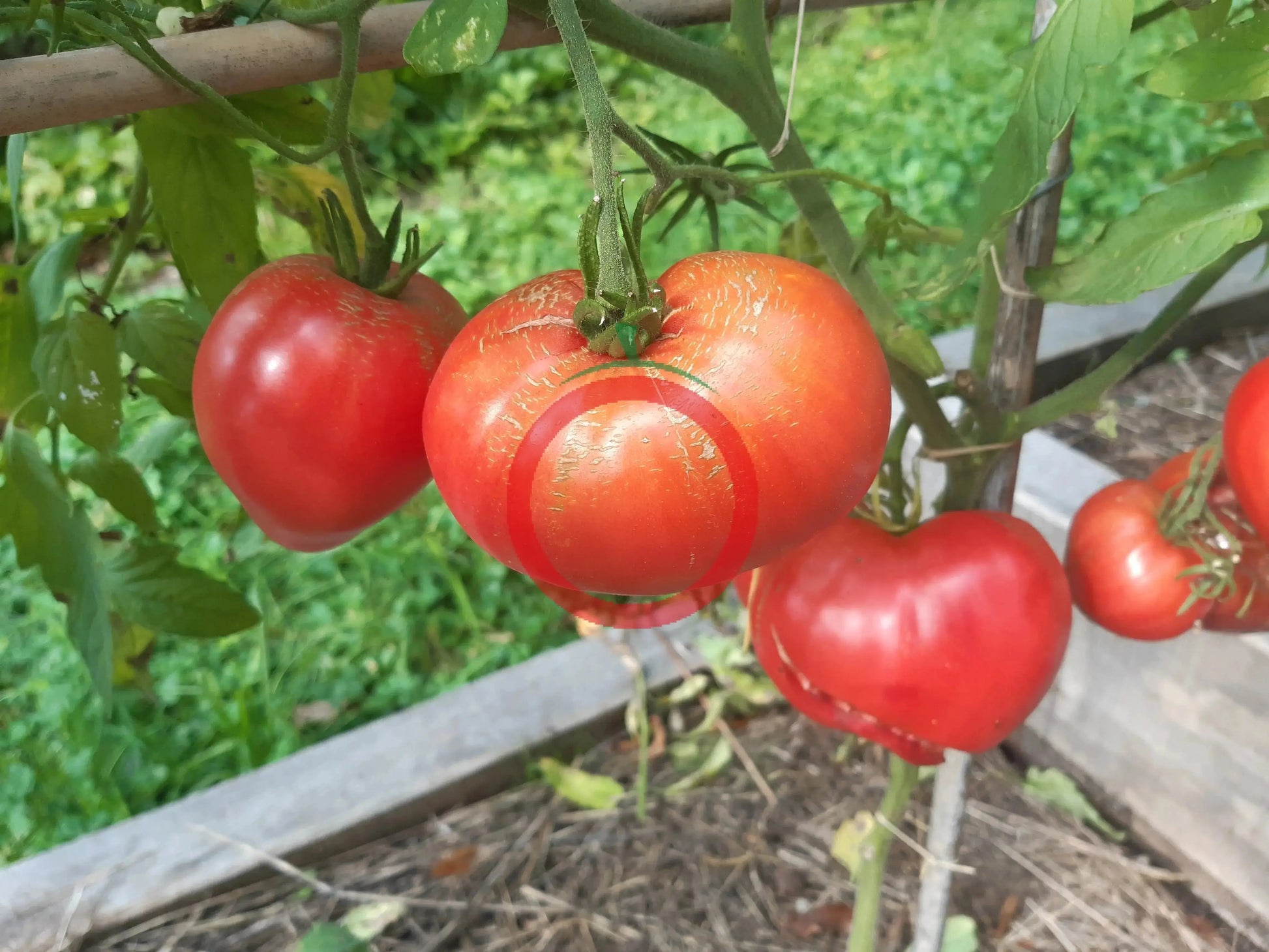 Andizhanskie DER TOMATENFLÜSTERER