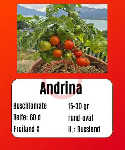 Andrina DER TOMATENFLÜSTERER