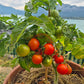 Andrina DER TOMATENFLÜSTERER