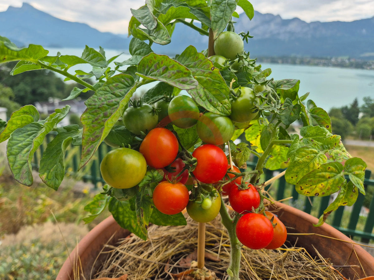 Andrina DER TOMATENFLÜSTERER