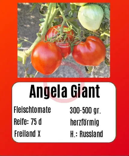 Angela Giant DER TOMATENFLÜSTERER