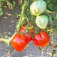 Angela Giant DER TOMATENFLÜSTERER