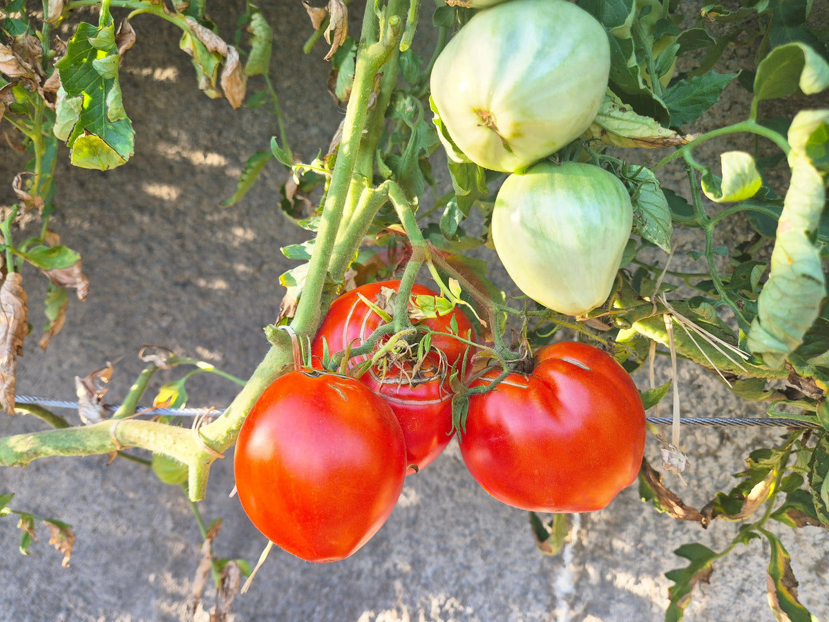 Angela Giant DER TOMATENFLÜSTERER