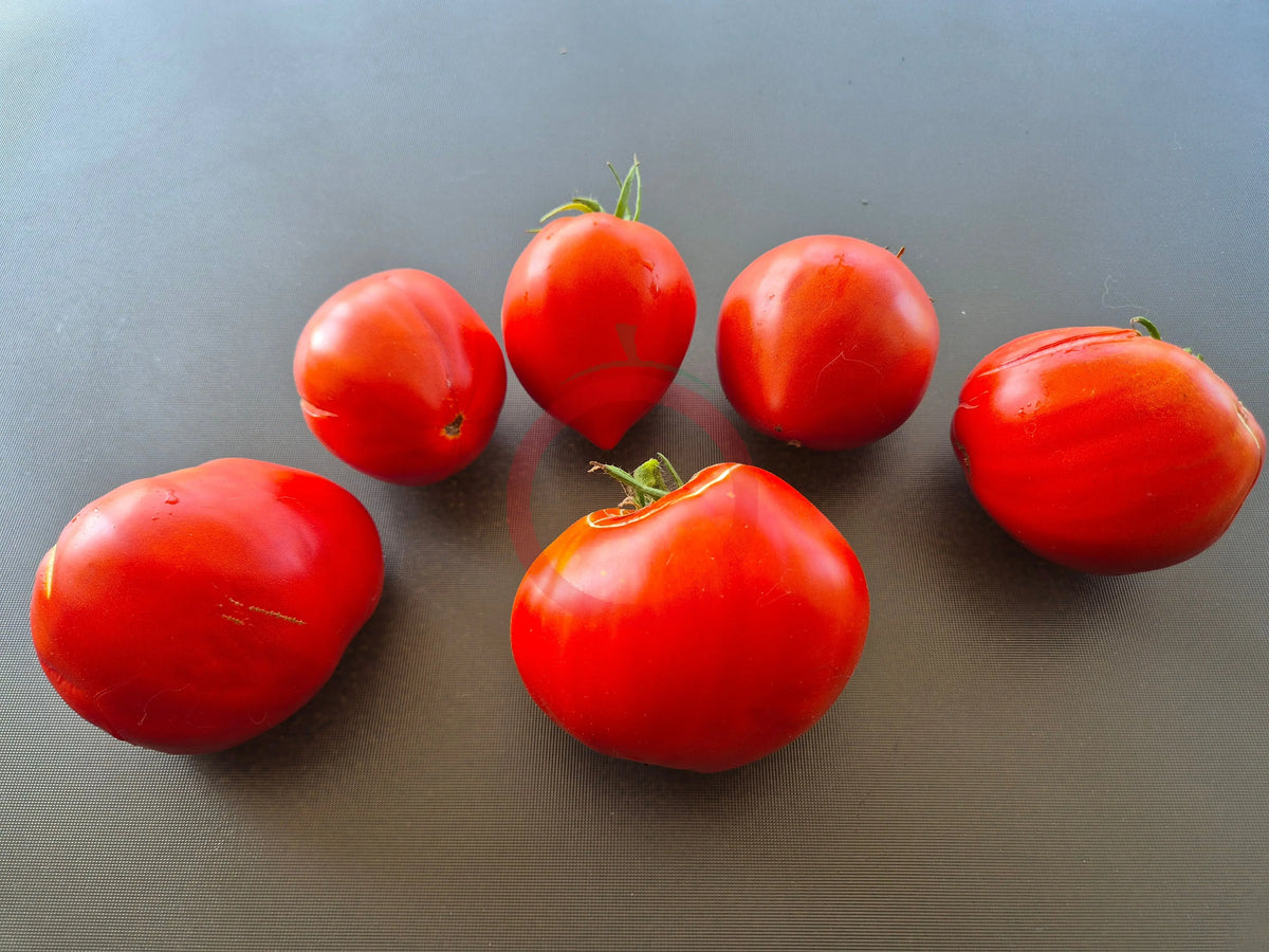 Angela Giant DER TOMATENFLÜSTERER