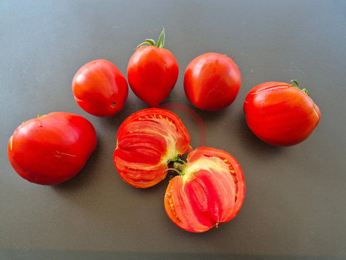 Angela Giant DER TOMATENFLÜSTERER