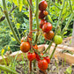 Ania DER TOMATENFLÜSTERER