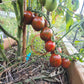Ania DER TOMATENFLÜSTERER