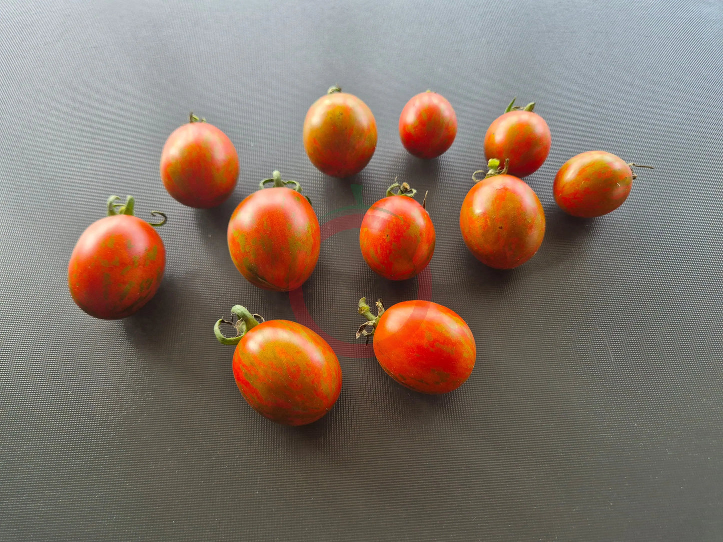Ania DER TOMATENFLÜSTERER