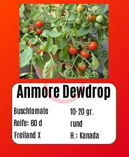 Anmore Dewdrop DER TOMATENFLÜSTERER