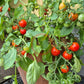Anmore Dewdrop DER TOMATENFLÜSTERER