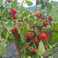 Anmore Dewdrop DER TOMATENFLÜSTERER