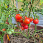 Anmore Treasures DER TOMATENFLÜSTERER