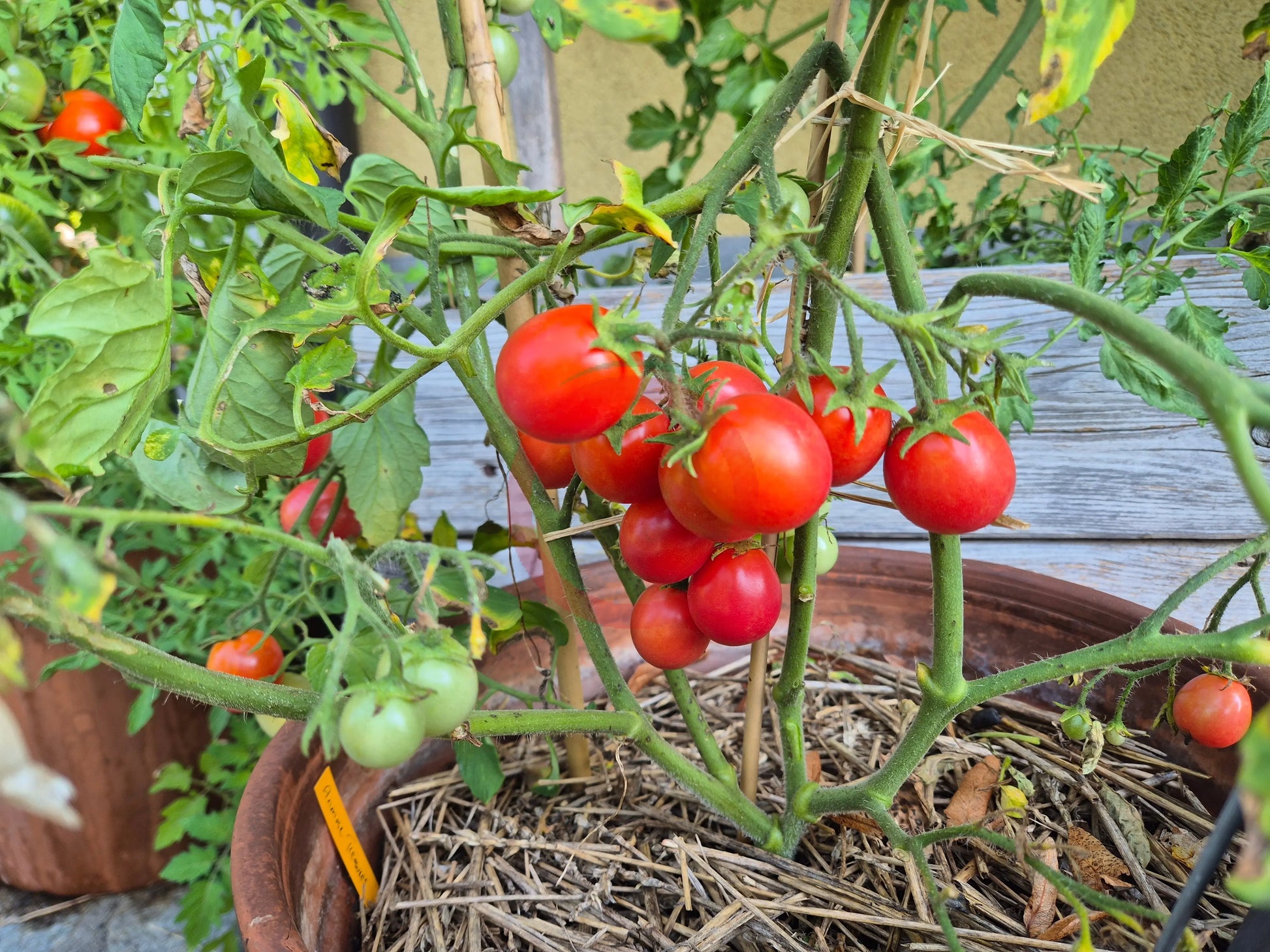 Anmore Treasures DER TOMATENFLÜSTERER