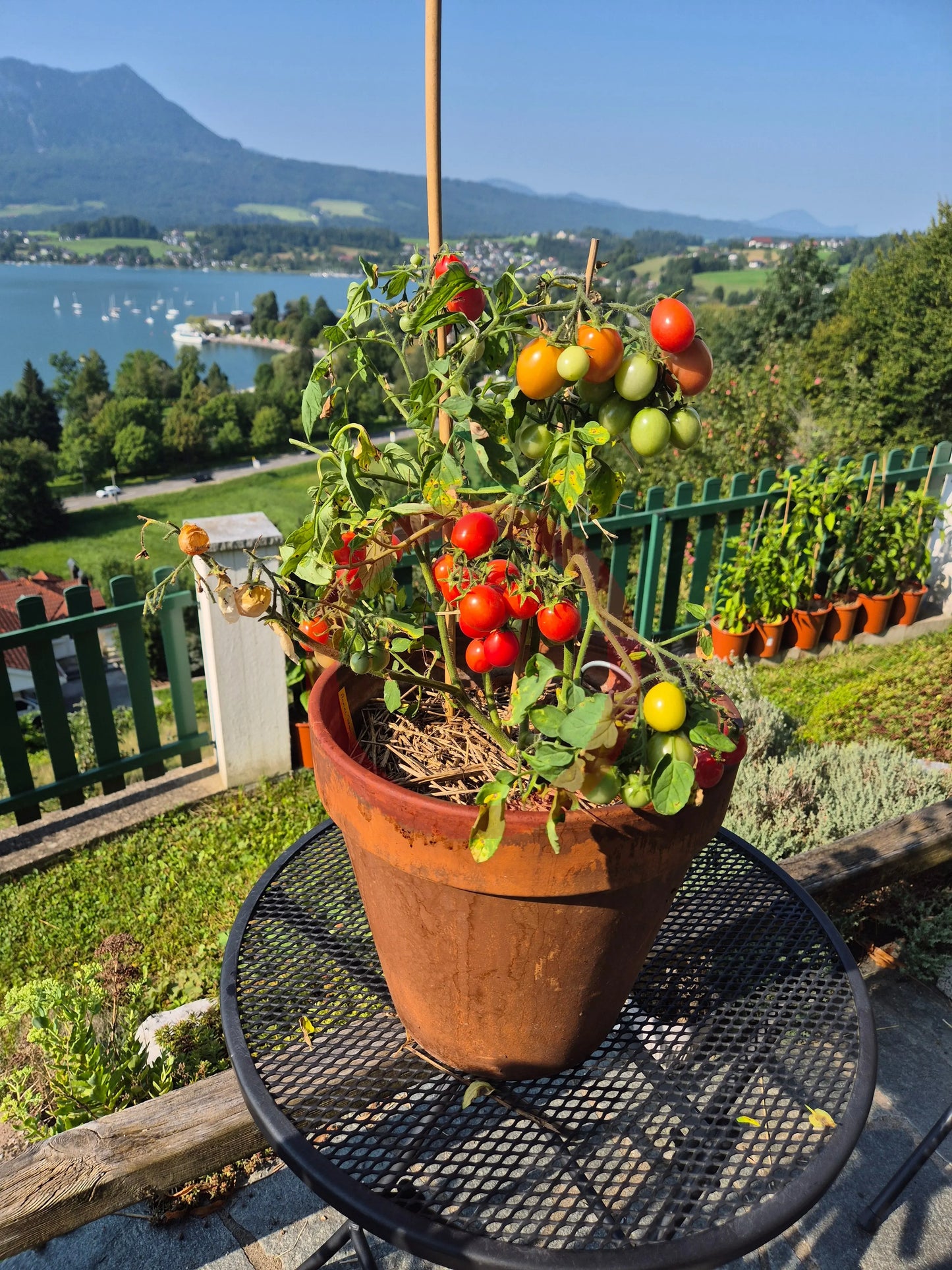 Anmore Treasures DER TOMATENFLÜSTERER