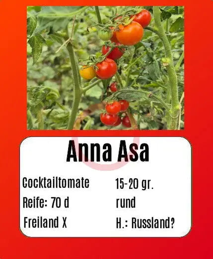 Anna Asa DER TOMATENFLÜSTERER