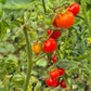 Anna Asa DER TOMATENFLÜSTERER