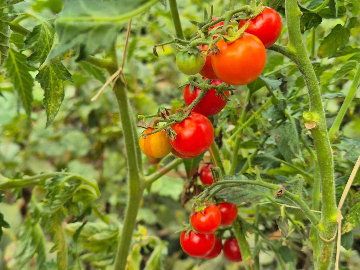 Anna Asa DER TOMATENFLÜSTERER