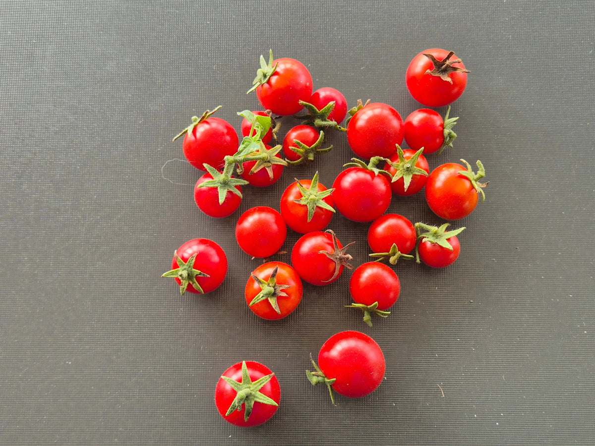 Anna Asa DER TOMATENFLÜSTERER