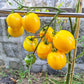 Anna Herman DER TOMATENFLÜSTERER