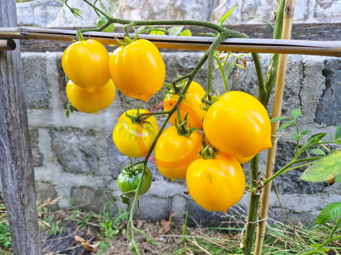 Anna Herman DER TOMATENFLÜSTERER