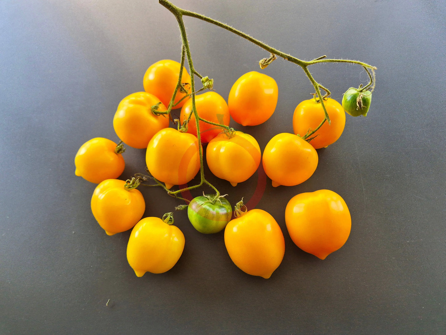 Anna Herman DER TOMATENFLÜSTERER