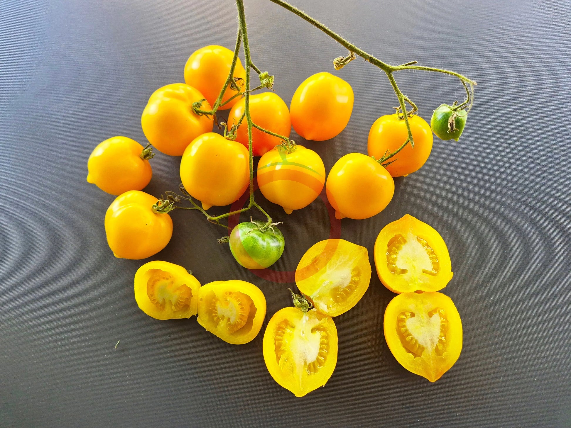 Anna Herman DER TOMATENFLÜSTERER
