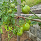 Anna Herman DER TOMATENFLÜSTERER