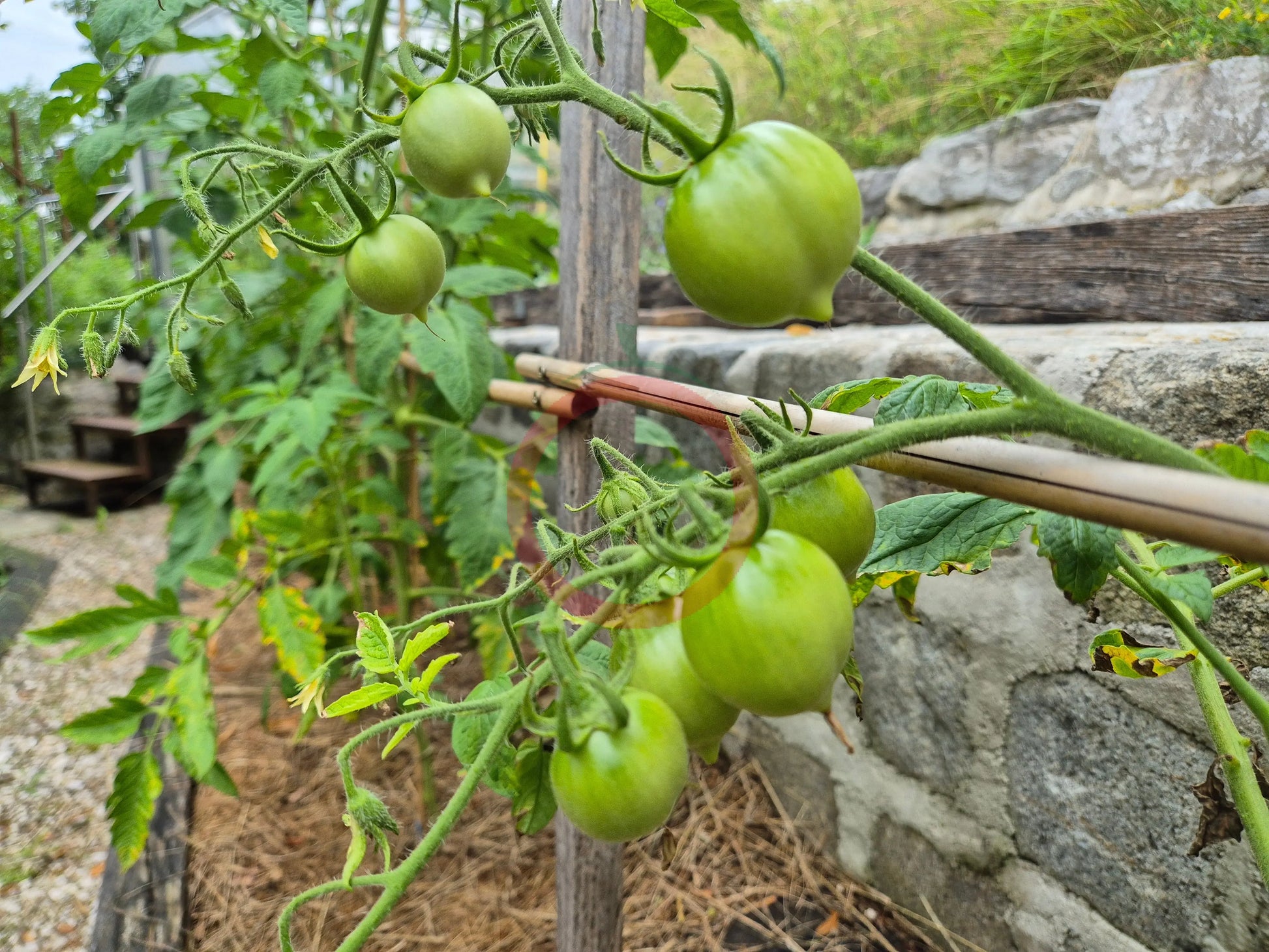 Anna Herman DER TOMATENFLÜSTERER