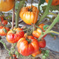 Anna Meyer DER TOMATENFLÜSTERER