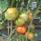 Anna Meyer DER TOMATENFLÜSTERER